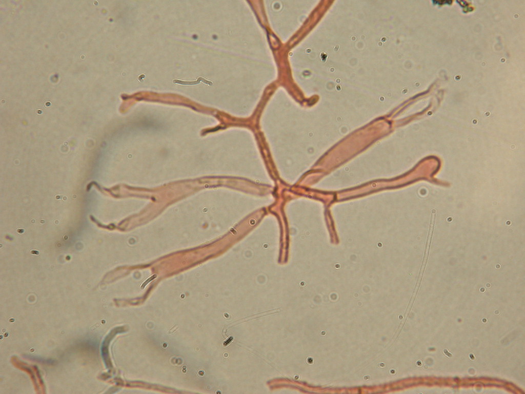 In mancanza di .... QUIZ